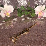 Cheetah Brooch